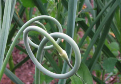 garlic-scapes